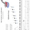 PIANO LESSONS - ALL IN ONE - book A + CD (lessons, theory, technique, solos, practice game